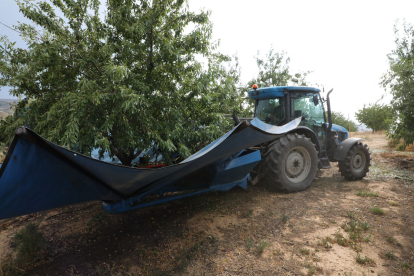 Recollida d’ametlles en una finca ubicada a Sarroca de Lleida.