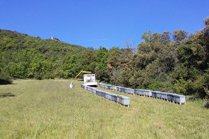 Alguns dels ruscos que han estat a la Noguera i que ja s’han transportat al Pirineu.