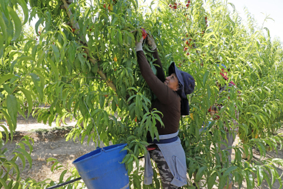 Aquesta finca de fruita de pinyol de Sarroca de Lleida es trobava ahir en ple treball de recollida.