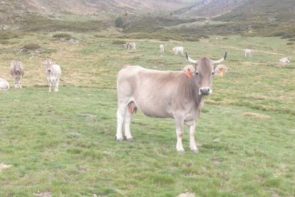 Algunes de les vaques als terrenys comunals d’Estaon.