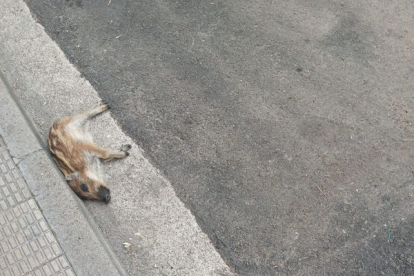 Van trobar morta la cria al carrer Ciutat de Lleida.