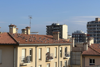 Coloms en una de les teulades d’un edifici del centre històric.