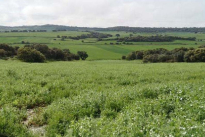 Vista dels terrenys on està prevista la construcció de la planta de dejeccions ramaderes.