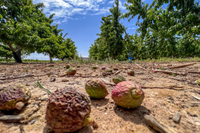 Efectes de la sequera de l’any passat en un camp de fruiters.