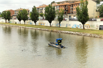 Una barca especial opera aquesta setmana en el tram urbà del Segre a Balaguer per eliminar algues.