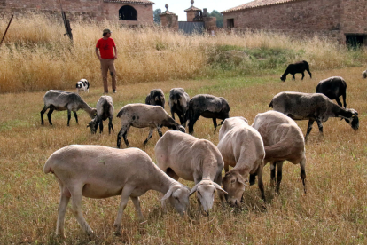 Ramat d’ovelles ripolleses a Castellfollit del Boix, al Bages.