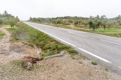 Imatge del senglar i de la moto que conduïa la víctima mortal