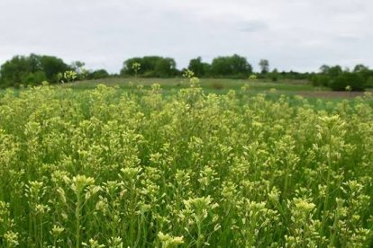 Camelina.