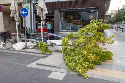 Imatge d'arxiu d'un arbre tombat pel vent durant un temporal a Lleida.