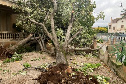 Arbre arrencat pel tornado del 4 de novembre a Port d'Armentera