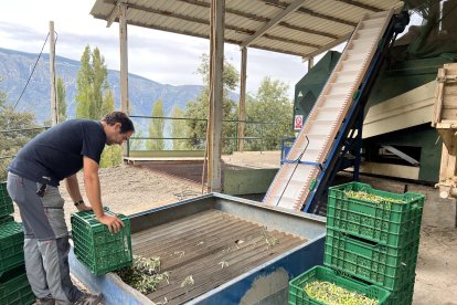 Un productor d'oli abocant les olives al Molí de la vall de Barcedana.