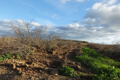 Ametllers arrancats per agricultors de Lleida pels problemes amb la varietat vairo.