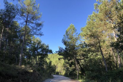 Un dels boscos del municipi de Castellar de la Ribera. - A. C. R.