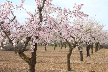 Imatges de la floració dels ametllers d'Arbeca