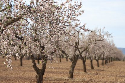 Imatges dels primers atmetllers florits a Arbeca