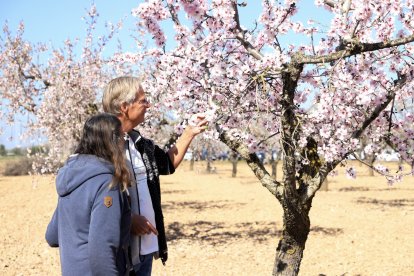 Imatges dels primers atmetllers florits a Arbeca