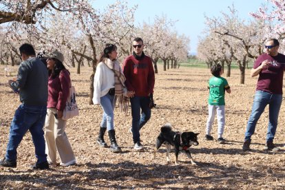 Imatges dels primers atmetllers florits a Arbeca