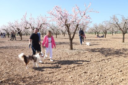 Imatges dels primers atmetllers florits a Arbeca