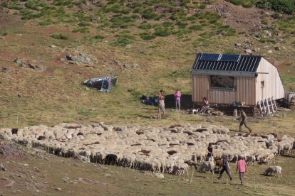 Imatge d’arxiu d’una agrupació de ramats al Sobirà. - ACN