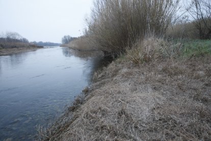 Imatge d’arxiu del riu al seu pas per la Granja d’Escarp. - SEGRE