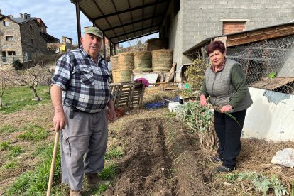 Joan Cirici i Pepita Duran, veïns d’Estamariu, planten la ceba de Coll de Nargó. - ACN