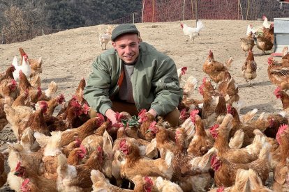 Roca compta ja amb unes 800 gallines a l’Alt Urgell. - ACN