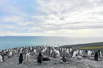 En la Antártida conviven animales como pingüinos, lobos marinos, albatros y ballenas.