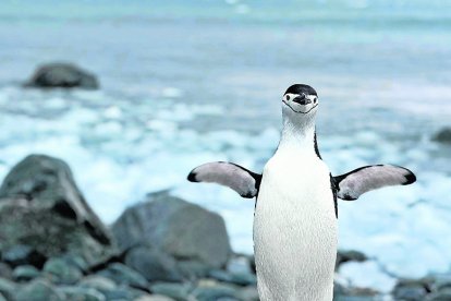 Algunos proyectos estudian el comportamiento de los pingüinos.
