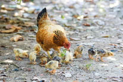 Una gallina.