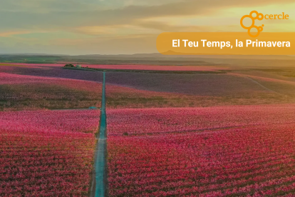 La floració dels presseguers a Aitona, Lleida