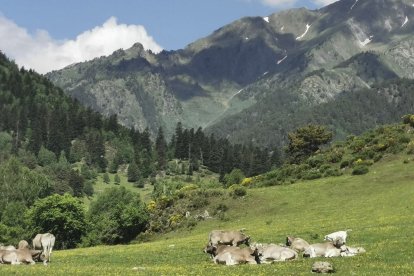 Paisatges novel·lats - LLUÏSA PLA