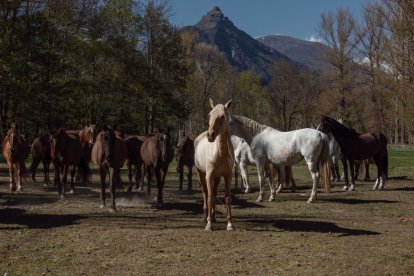 La Fundació acull als seus prats a Ribera de Cardós un ramat de 21 equins i un altre de quatre. - CAVALLS DEL PIRINEU