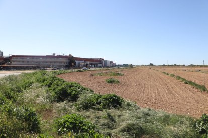 La zona on es preveu el futur biopolígon d’Alguaire. - MAGDALENA ALTISENT