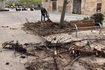 Un dels veïns, portant a terme les tasques de poda dels arbres. - A. EL POAL