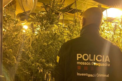 Imatge de l’interior de la plantació. - MOSSOS D’ESQUADRA
