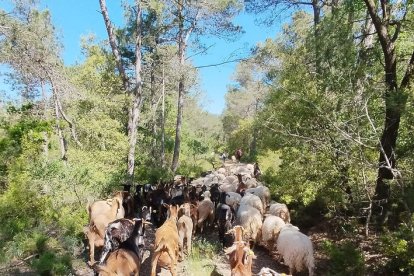 Pasturatge extensiu en una àrea controlada inclosa en el pla local de prevenció d’incendis. - EDUARD PORTA