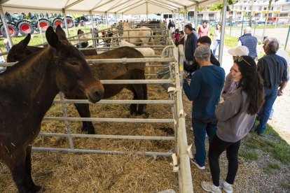 Mostra de cavalls a la fira de Solsona. - CC SOLSONÈS