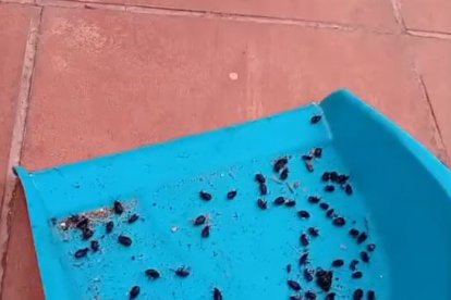 Denuncien una plaga de paneroles a la Bordeta / Pilar G B