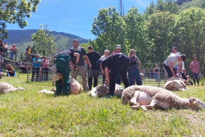 El concurs d’esquilat d’ovelles és un dels punts forts del certamen. - PARC NATURAL DE L’ALT PIRINEU