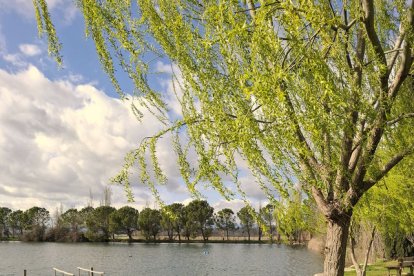 Encalçar la bellesa - LLUÏSA PLA