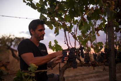 Cérvoles assoleix l'excel·lència gràcies al terrer de les parcel·les i a un acurat treball de viticultura.