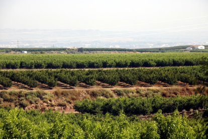 Finques de fruita dolça a Aitona