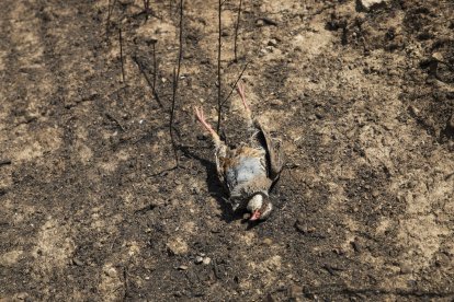 Animales muertos cerca de la Masía Vilalta en Florejacs