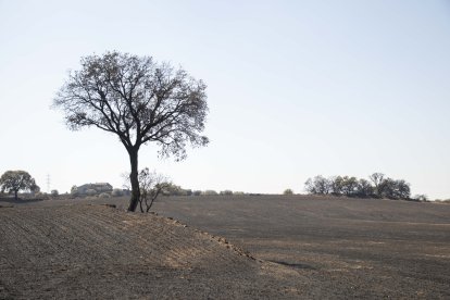 Incendio en Guardiola de Noguera