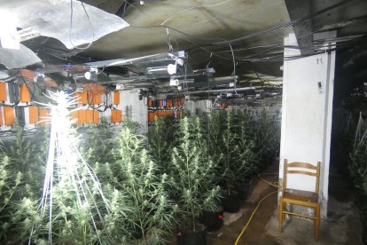 Una imatge de la plantació de marihuana descoberta en un antic prostíbul de l'Alt Urgell.