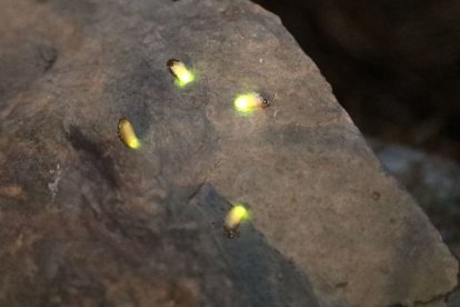 Quatre cuques de llum brillen sobre una roca, en una imatge d’aquesta setmana a Rialp. - EDGAR ALDANA