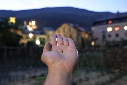 És més freqüent veure l’espècie autòctona en pobles del Sobirà. - EDGAR ALDANA