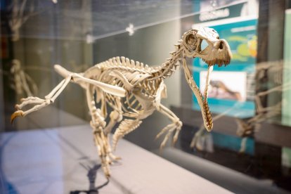 Reconstrucció d’un velociraptor