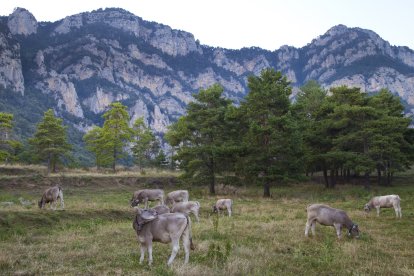 Vaca bruna dels Pirineus / Capalot, el Berguedà