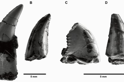 Recreació de dromeosaure. - INSTITUT CATALÀ DE PALEONTOLOGIA MIQUEL CRUSAFONT